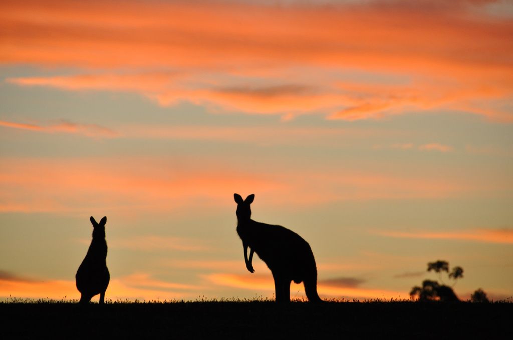 Analisis AUD/USD Bergerak Hati-Hati, Dolar Australia Ditahan Risiko Global - Data Pasar 2026-03-26